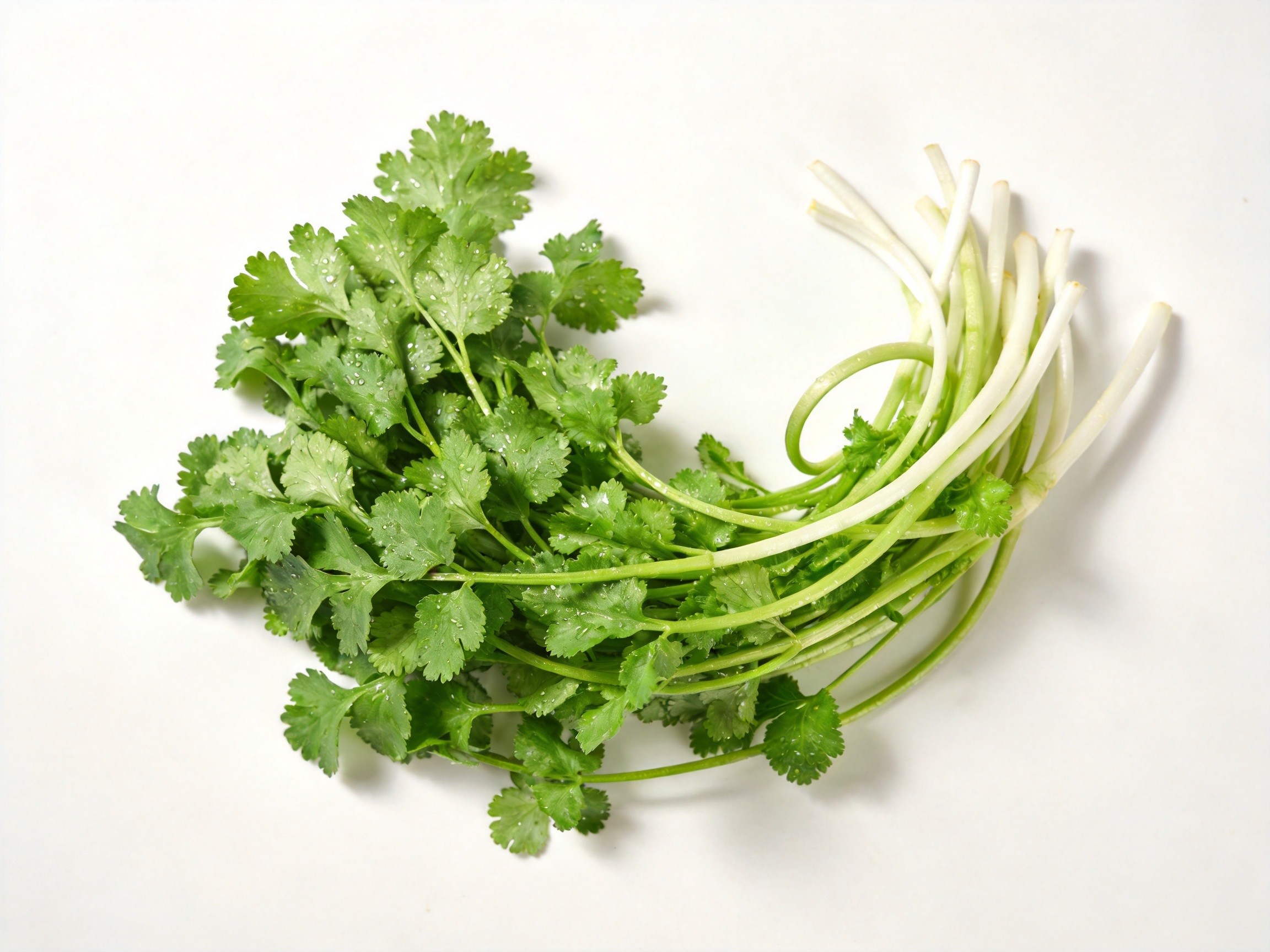 香菜